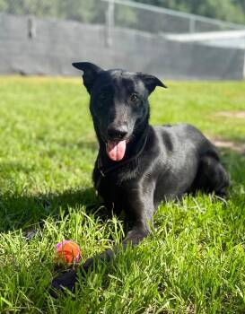 Sully -  Belgian Shepherd Malinois Dog for Adoption in Winter Park, Florida - Sully | PetCurious