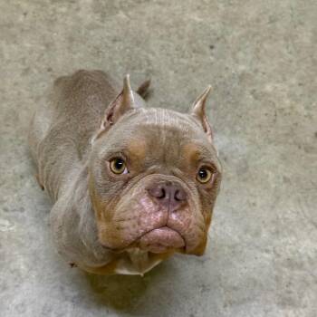French Bulldog and Mixed Breed Dogs Available for Adoption - Zara Was Dior | PetCurious