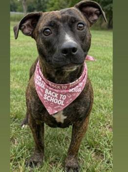 Riley -  Terrier Dog for Adoption in Gulfport, Mississippi - Riley | PetCurious
