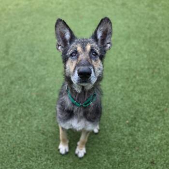 Pandora -  German Shepherd Dog Dog for Adoption in Greensboro, North Carolina - Pandora | PetCurious