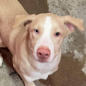 Rescue Labrador Retriever Dogs for Adoption - Memphis 4127 | PetCurious