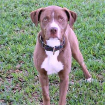 Allister AKA Moose 8792 -  Labrador Retriever and Mixed Breed Dog for Adoption in Loxahatchee Groves, Florida - Allister AKA Moose 8792 | PetCurious
