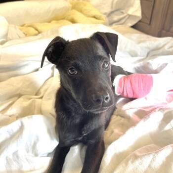 Rescue Black Labrador Retriever Dogs for Adoption in New Orleans, Louisiana - Bella Wella | PetCurious