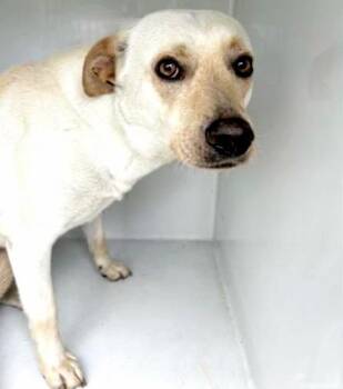 Labrador Retriever and Mixed Breed Dogs Available for Adoption in Houston, Texas - A654430 | PetCurious