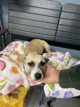 BAILEY -  Chihuahua and Mixed Breed Dog for Adoption in Tallahassee, Florida - BAILEY | PetCurious
