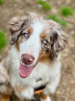 Australian Shepherd Dogs Available for Adoption - Yoshi | PetCurious