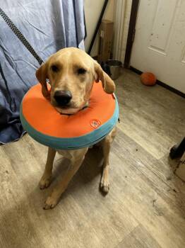 Rescue Yellow Labrador Retriever Dogs for Adoption in Medina, Ohio - Wayne-Not Accepting Applications Yet!!! | PetCurious