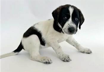 BOWIE -  Terrier Dog for Adoption in Brentwood, Missouri - BOWIE | PetCurious