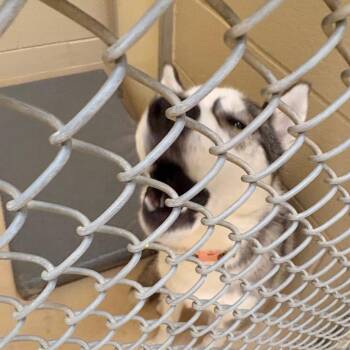 Sassie -  Mixed Breed Dog for Adoption in Winston-salem, North Carolina - Sassie | PetCurious