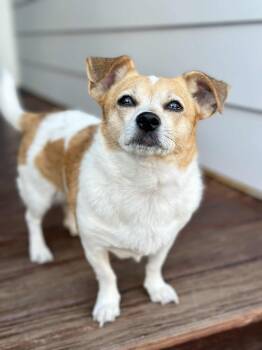 Rescue Chihuahua Dogs for Adoption in Nashville, Tennessee - Renata | PetCurious