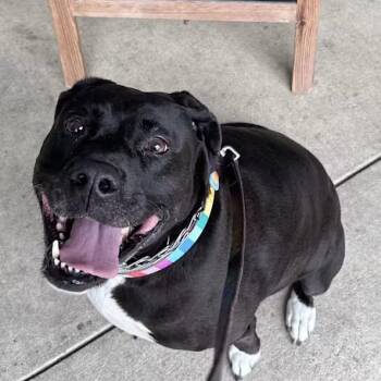 Black Labrador Retriever and Pit Bull Terrier Dogs Available for Adoption - Diana | PetCurious