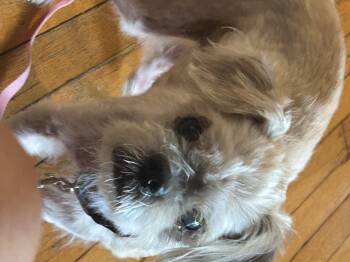 Lola -  Shih Tzu and Bichon Frise Dog for Adoption in Baldwin, New York - Lola | PetCurious