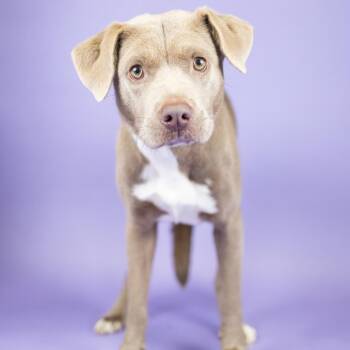 Patty -  Pit Bull Terrier Dog for Adoption in Portland, Oregon - Patty | PetCurious