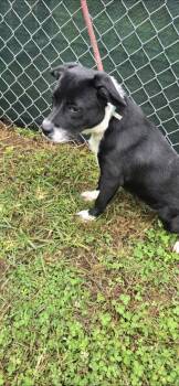 Rescue Mixed Breed Dogs for Adoption in Reidsville, North Carolina - Herbie | PetCurious