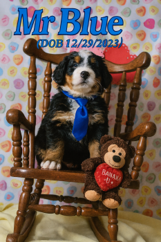 Bernese Mountain Dog Dogs Available for Sale - Mr. Blue | PetCurious