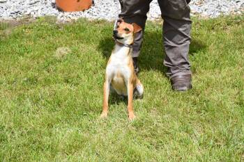 Whippet Dogs Available for Adoption in North Judson, Indiana - Peanut Butter | PetCurious