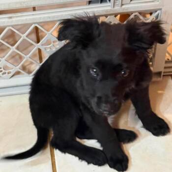 Taylor -  Australian Shepherd and Mixed Breed Dog for Adoption in Fredericksburg, Virginia - Taylor | PetCurious