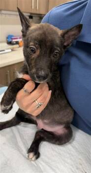 WICKHAM -  Hound and Alaskan Malamute Dog for Adoption in Baytown, Texas - WICKHAM | PetCurious