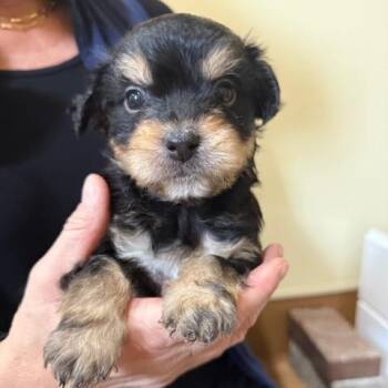 Border Terrier Dogs Available for Adoption - Angelfish | PetCurious