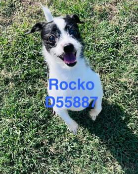 Rocko -  Jack Russell Terrier Dog for Adoption in Clarksville, Tennessee - Rocko | PetCurious