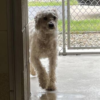 Crosby -  Poodle Dog for Adoption in Bristol, Indiana - Crosby | PetCurious