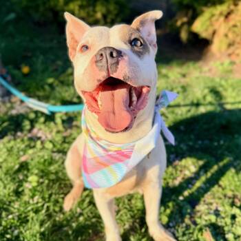 Pit Bull Terrier Dogs Available for Adoption in Buffalo, New York - Truffle | PetCurious