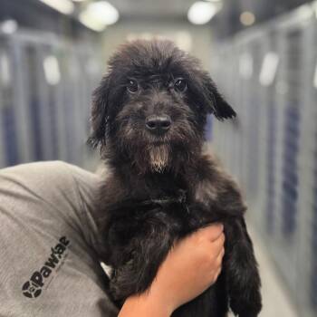 CT Dot -  Terrier and Mixed Breed Dog for Adoption in Stormville, New York - CT Dot | PetCurious
