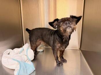 DELILAH -  Shih Tzu Dog for Adoption in Tustin, California - DELILAH | PetCurious