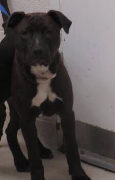 Pit Bull Terrier Dogs Available for Adoption in Marietta, Georgia - Jake(24) | PetCurious