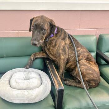 Lynn -  Pit Bull Terrier Dog for Adoption in Oakland, California - Lynn | PetCurious