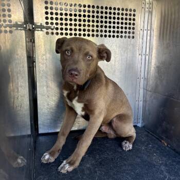 Pit Bull Terrier Dogs Available for Adoption in Birmingham, Alabama - Creed | PetCurious