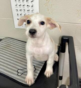 Ember -  Terrier Dog for Adoption in Newnan, Georgia - Ember | PetCurious