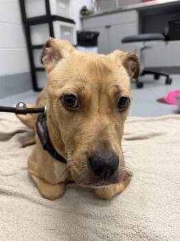 SPARKY -  Pit Bull Terrier Dog for Adoption in Indianapolis, Indiana - SPARKY | PetCurious