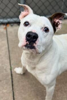 Ralph Lauren -  Pit Bull Terrier Dog for Adoption in Chicago, Illinois - Ralph Lauren | PetCurious