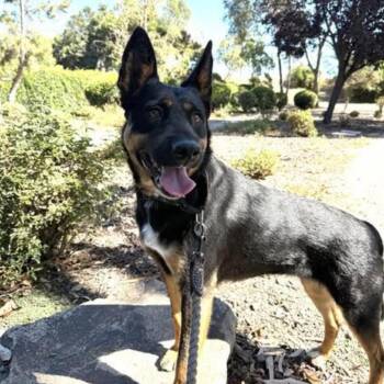 Korra -  Australian Kelpie Dog for Adoption in Incline Village, Nevada - Korra | PetCurious