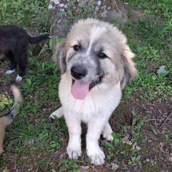 Great Pyrenees Dogs Available for Adoption in New Tazewell, Tennessee - Cream | PetCurious