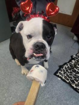 American Bully and Boxer Dogs Available for Adoption - Beverly | PetCurious