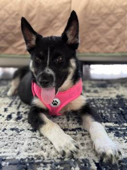 Australian Cattle Dog Blue Heeler Dogs Available for Adoption - Siesta - Your Besta Buddy! | PetCurious