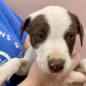 Caramel Sundae -  Mixed Breed Dog for Adoption in Huntsville, Arkansas - Caramel Sundae | PetCurious