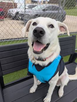 Winter -  Mixed Breed Dog for Adoption in Cedar Rapids, Iowa - Winter | PetCurious