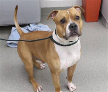 Boxer and Mixed Breed Dogs Available for Adoption - REGGIE | PetCurious