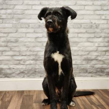 Giant Schnauzer and Mixed Breed Dogs Available for Adoption - Dax | PetCurious
