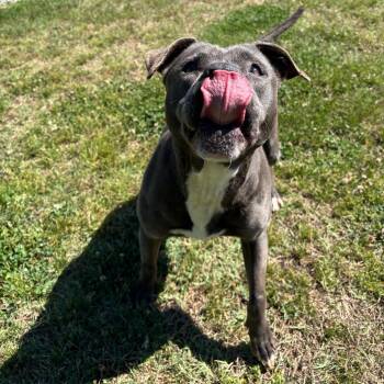 Pit Bull Terrier Dogs Available for Adoption in Roxboro, North Carolina - Piggy | PetCurious