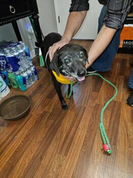 Rescue Black Labrador Retriever Dogs for Adoption in Shelbyville, Tennessee - Joy | PetCurious