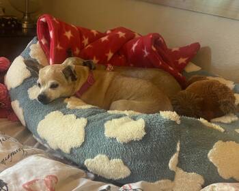 Chihuahua Dogs Available for Adoption - Ethel | PetCurious