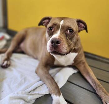 IRIS -  Mixed Breed Dog for Adoption in Palmetto, Florida - IRIS | PetCurious