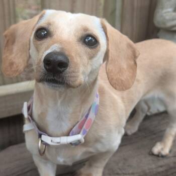 Miniature Dachshund Dogs Available for Adoption in Chatham, New Jersey - Lucy | PetCurious