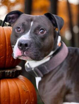 Rescue Pit Bull Terrier Dogs for Adoption in Harrodsburg, Kentucky - Raider | PetCurious