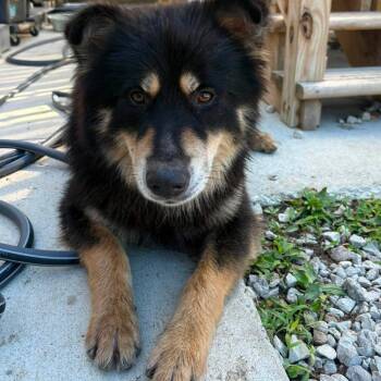 Galaxy Destroyer Stray Hold 7/18 -  Mixed Breed Dog for Adoption in Huntington, West Virginia - Galaxy Destroyer Stray Hold 7/18 | PetCurious