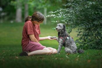 Johnny -  Poodle Dog for Adoption in Erin, Ontario - Johnny | PetCurious